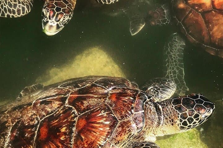 Swim with Sea Turtles; Spice Tour with Lunch; Prison Island Tour