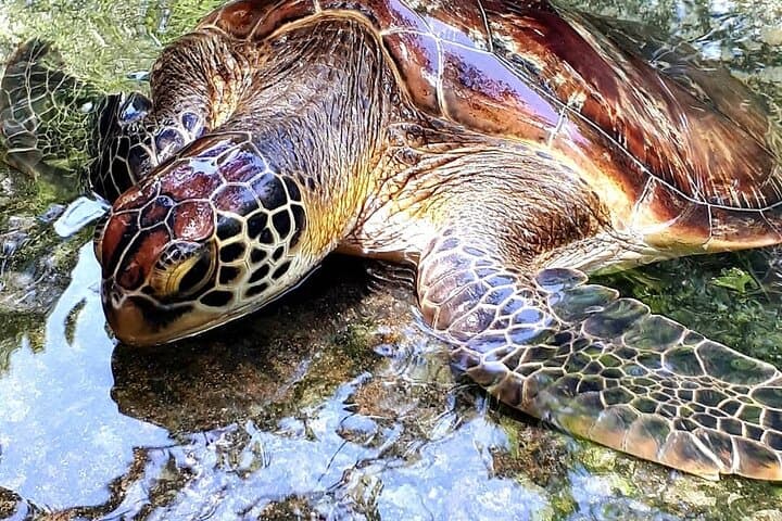 Swim with Sea Turtles; Spice Tour with Lunch; Prison Island Tour