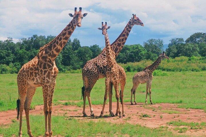 Tour privato di 3 giorni nei parchi nazionali dello Tsavo West