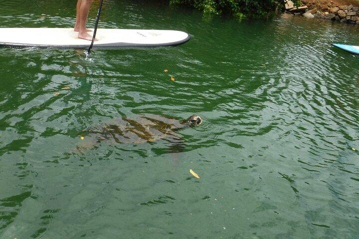 Stand Up Paddle Nature and Turtle tour-Guaranteed to see turtles