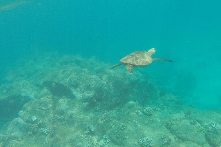 Stand Up Paddle Nature and Turtle tour-Guaranteed to see turtles