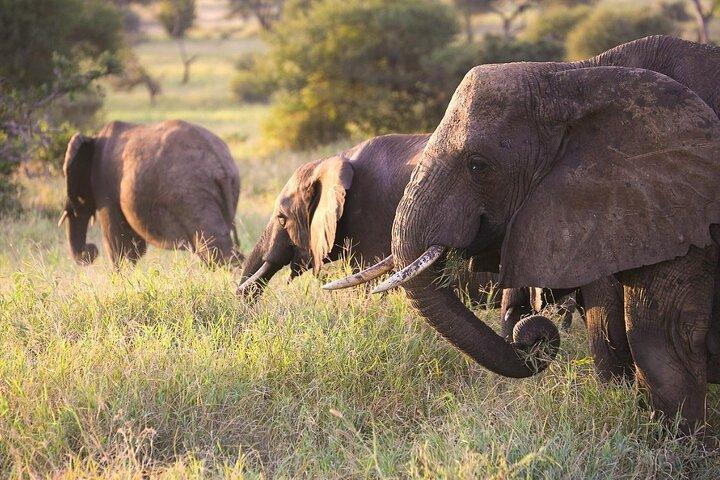 Un safari de vida silvestre en Tanzania