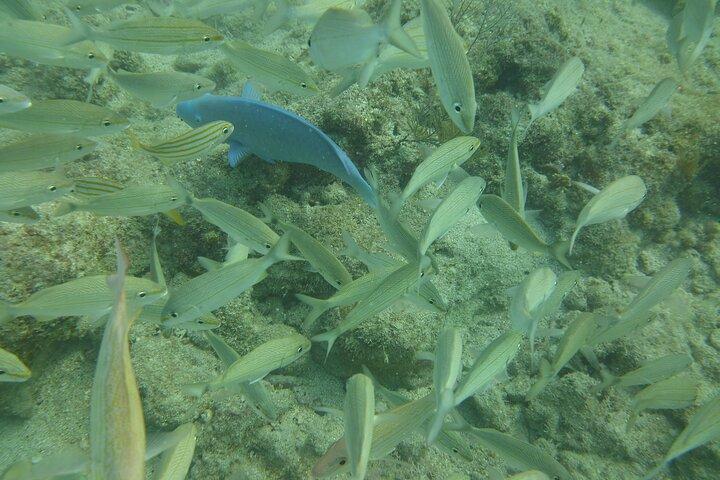 Discover Snorkeling Tour in Panama City