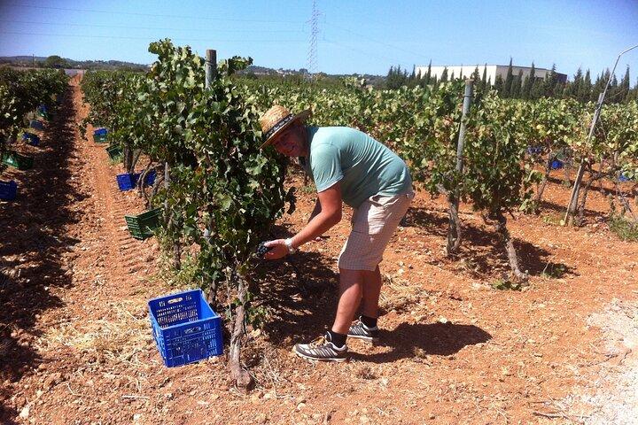 Mallorca Bodega & Oliven Minibustour inkl. Abholung Südküste