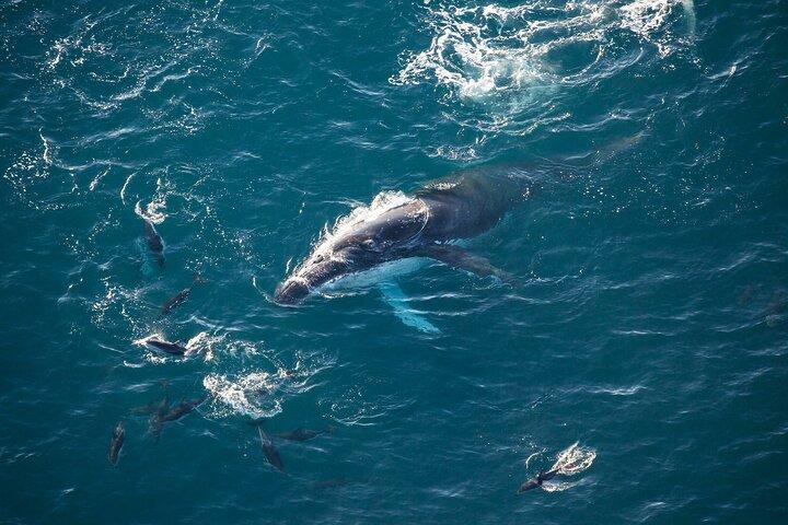 Kaikoura Whale Watching - 45 Minuten Ocean Safari