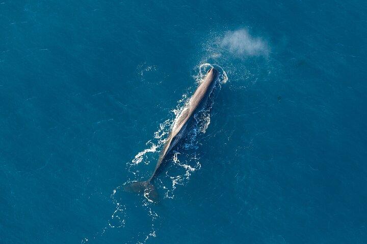 Kaikōura Whale Watching - Ballenas y Cray Tails