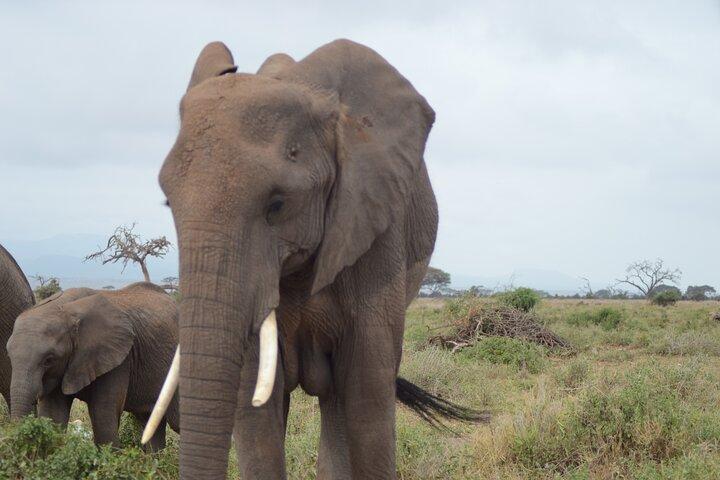 ディアニ ビーチからツァボ イーストとタイタ ヒルズへの 2 日間のサファリ