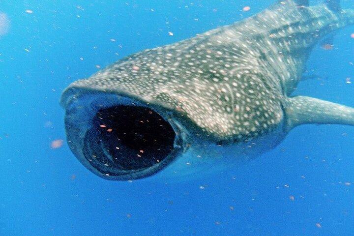 Äventyr och snorkla med valhajen från Tulum