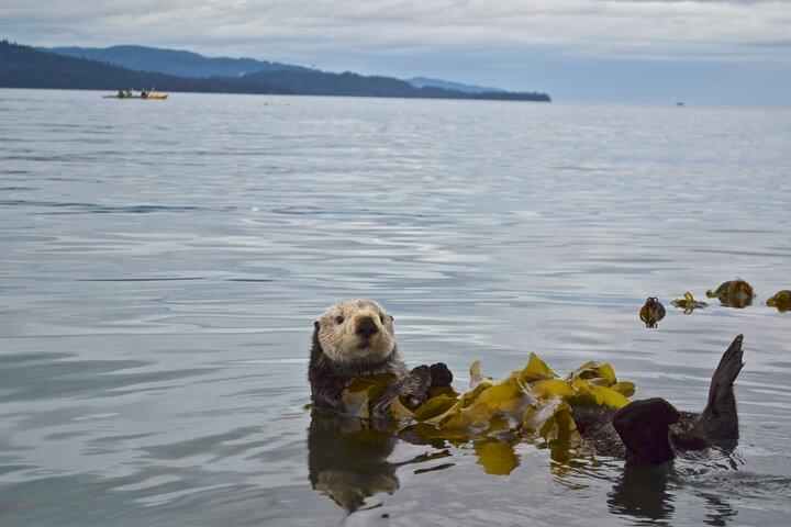 Kachemak Bay Wildlife Tour