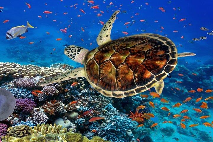 Ras Mohammed Diving Day Trip from Sharm el-Sheikh