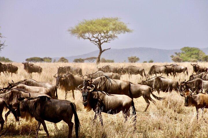 8-daagse Essentie van Tanzania Safari – Luxe ervaring