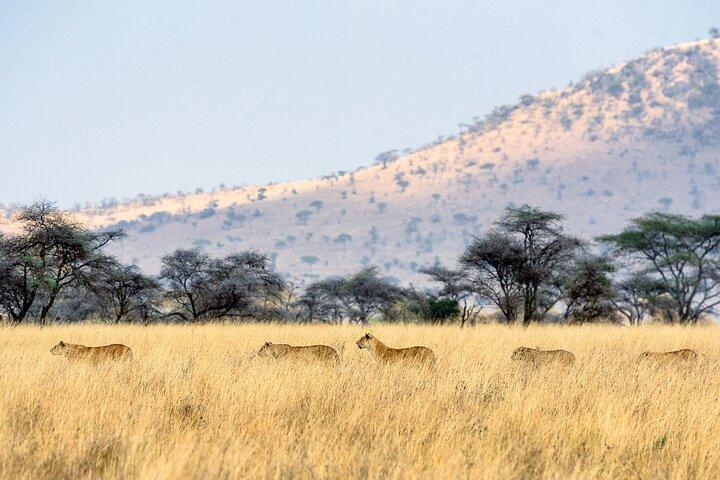 8-daagse Essentie van Tanzania Safari – Luxe ervaring