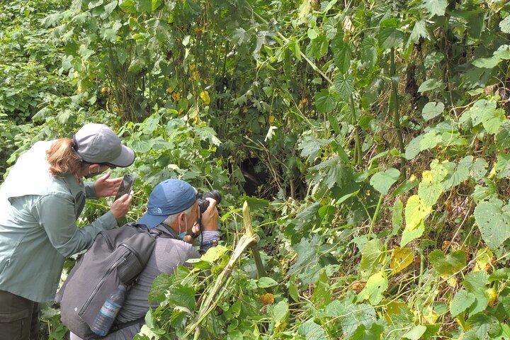 8 - Day Ultimate Uganda Adventure: Gorillaer, Chimper og Savannah