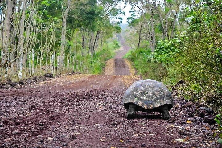 Quito e Galapagos 5 giorni / 4 notti