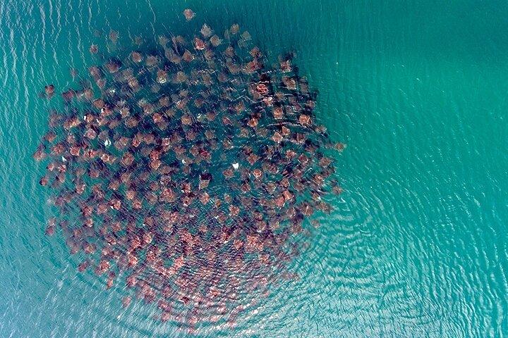 Ocean Safari Schnorchelabenteuer