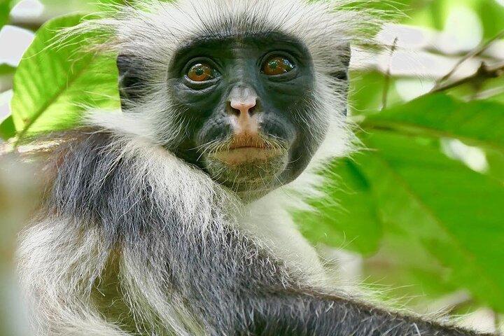 Monkey Tour; Stone Town; Le Saint Tropez; Acquario di Baraka; Kendwa