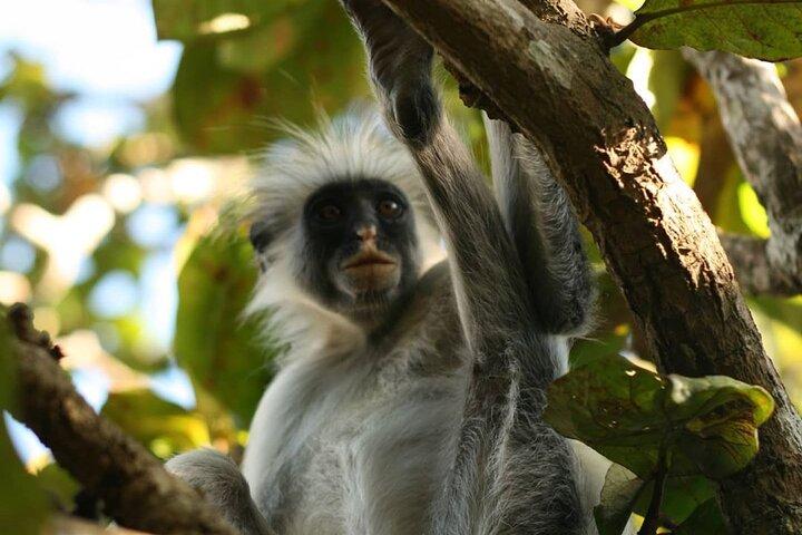 Monkey Tour; Stone Town; Le Saint Tropez; Acquario di Baraka; Kendwa