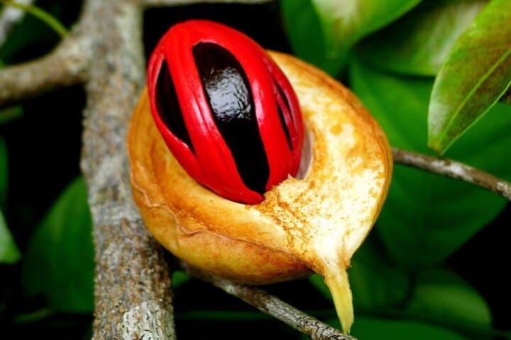Spice Tour; Jozani Forest; Kuza Cave; Blue Lagoon; Starfish Adventure; The Rock