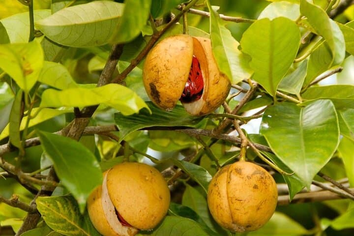 Spice Tour; Jozani Forest; Kuza Cave; Blue Lagoon; Starfish Adventure; The Rock
