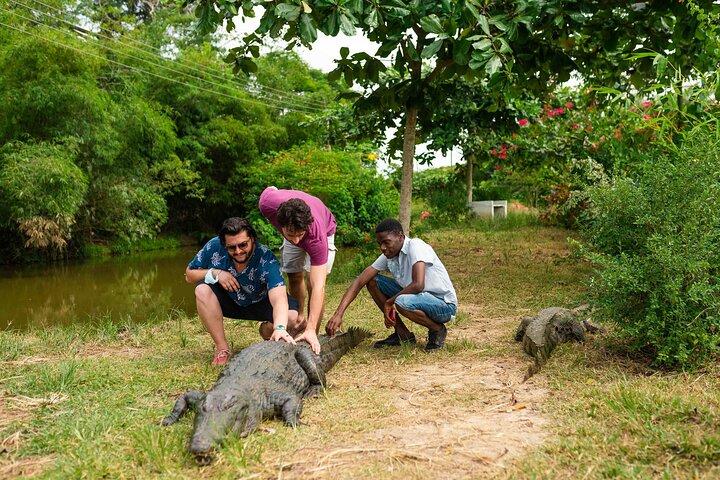 Experimente o Castelo da Costa do Cabo e o Parque Nacional de Kakum