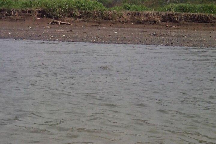 Tarcoles River Crocodile e Wildlife River Trip da San Jose