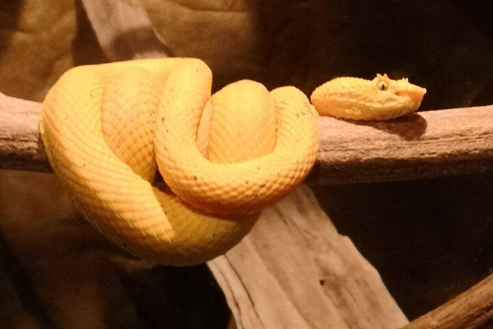 Observation nocturne de la faune à Santa Elena Monteverde