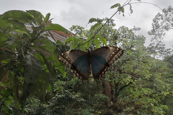 Observation nocturne de la faune à Santa Elena Monteverde