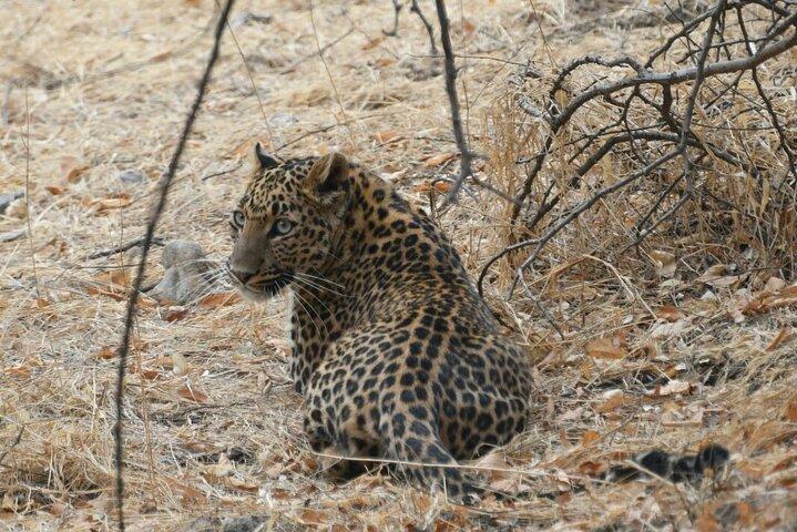 4 jours: Excursion à Jaipur, Ranthambore et Taj Mahal avec Delhi Drop