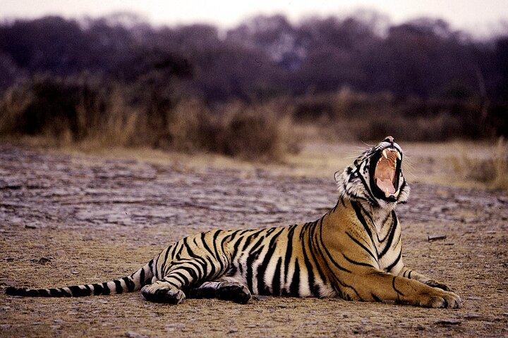 4 jours: Ranthambore et Jaipur Tour De Agra Avec Delhi Drop