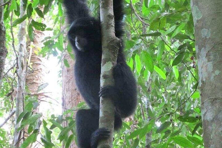 All-in 3N/4D Bukit Lawang-tur til skolen