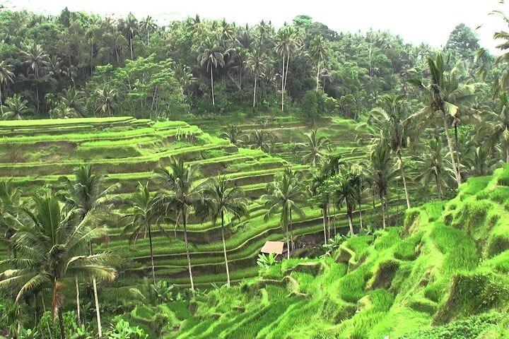 Het beste van Ubud: UNESCO rijstterrassen, Monkey Forest