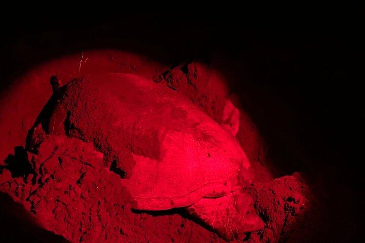 Observação de tartarugas em seu habitat natural em Tortuguero