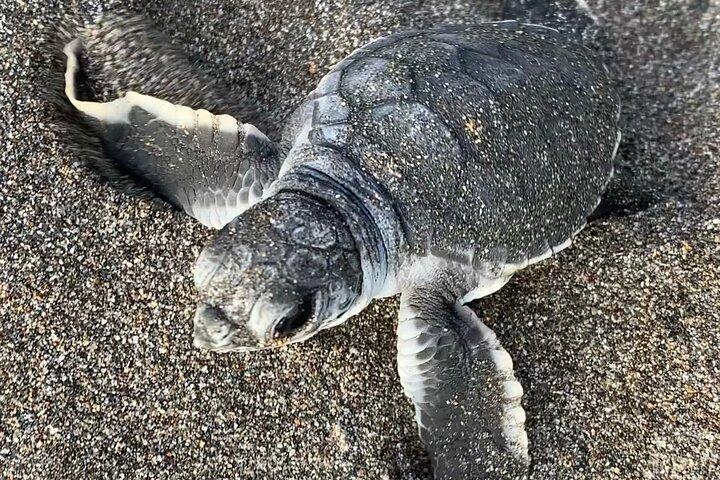 Observação de tartarugas em seu habitat natural em Tortuguero