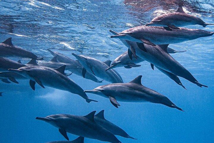 Hurghada : Dolphin House Satayeh Reef Snorkeling Red Sea Trip