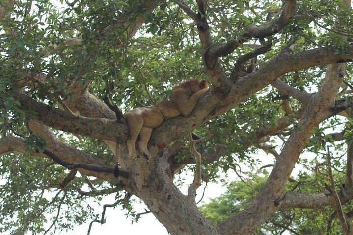 11 dias Africano Big 5 com Gorilla Trekking Safari em Uganda.