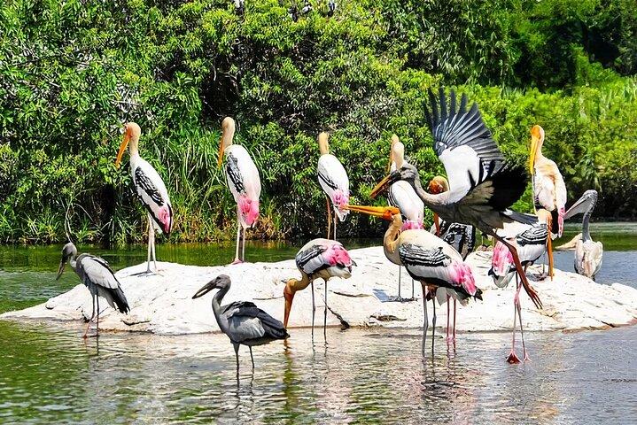 3 Tage Ranthambore Tigers, Bharatpur & Taj Mahal Tour von Jaipur