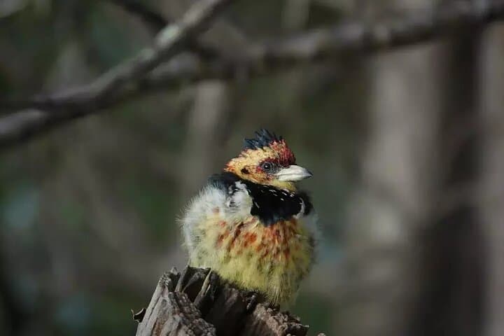 Full Day Kruger Park Wildlife Safari from Hoedspruit