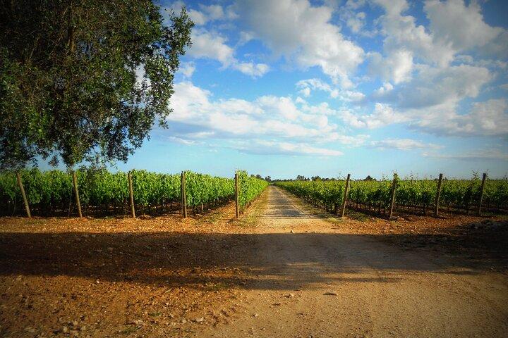 Trani: Wine tasting & Light Lunch in a Vineyard