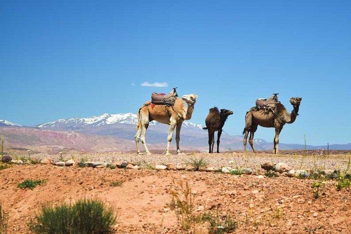 2-Day Desert Tour from Marrakech to zagora Camel Treks & Luxury Camp