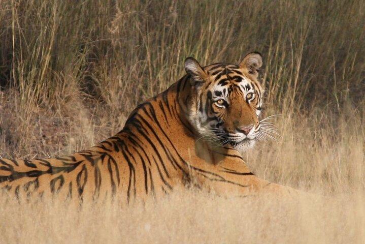 4 jours: Excursion à Jaipur, Ranthambore et Taj Mahal avec Delhi Drop
