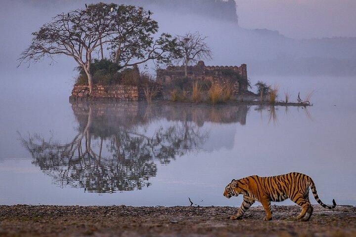 4 jours: Excursion à Jaipur, Ranthambore et Taj Mahal avec Delhi Drop