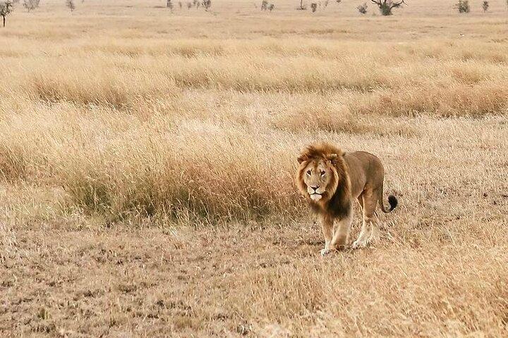 Safari 4 giorni Serengeti, Ngorongoro e Tarangire