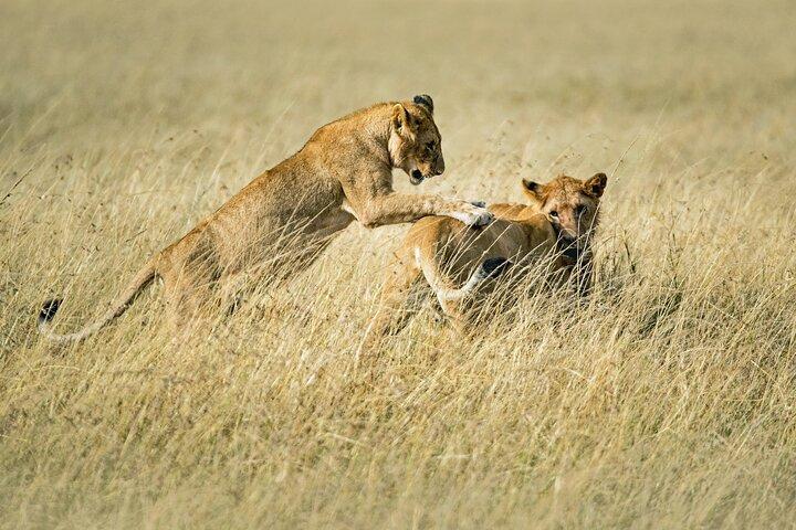 Safari 4 giorni Serengeti, Ngorongoro e Tarangire