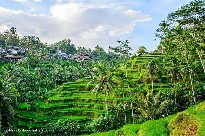 Private Tour : Mt. Batur View, Rice Terrace, Waterfall & More.