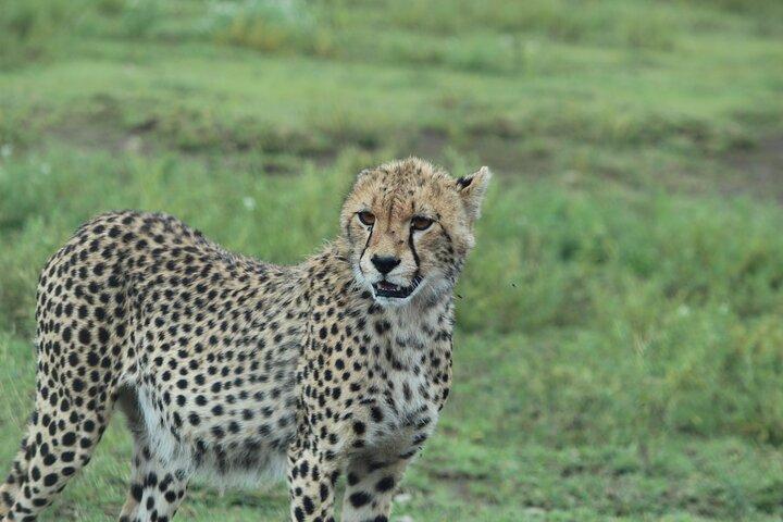 4-Day Private Guided Tanzania Safari Tarangire, Serengeti, Manyara