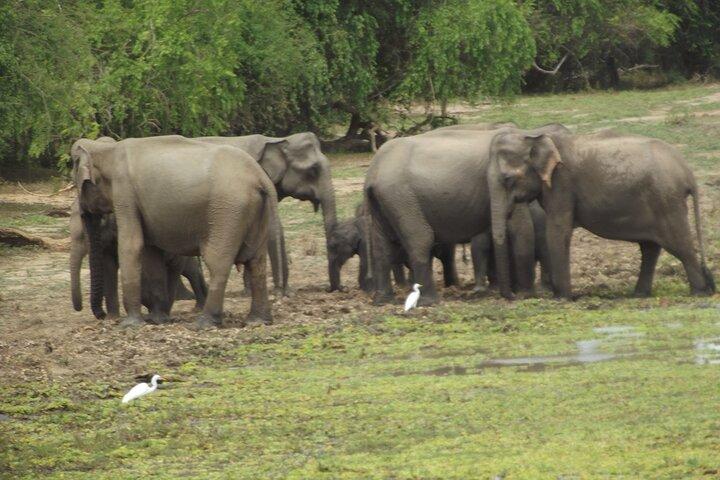 Big Animals and Birds Safari vom Hafen Hambantota