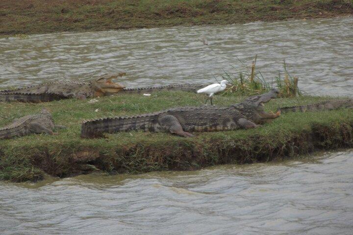 Big Animals and Birds Safari vom Hafen Hambantota