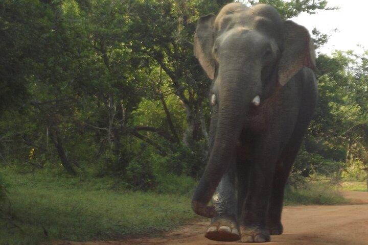 Big Animals and Birds Safari vom Hafen Hambantota