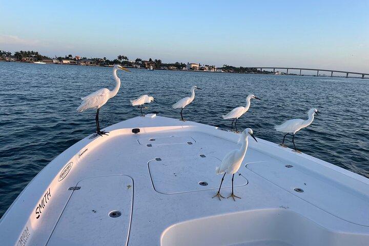 Privat båd med delfinsafari, øudflugter og naturture