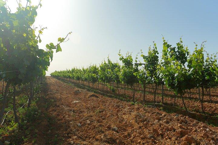 Tour dei vigneti nel governatorato di Al Mafraq